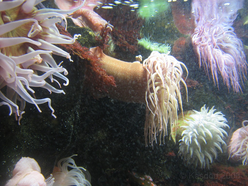 Baltimore MD 2009 1570.jpg - A 4th of July trip to Washington DC in 2009 included a stop in Baltimore MD to see the National Aquarium.